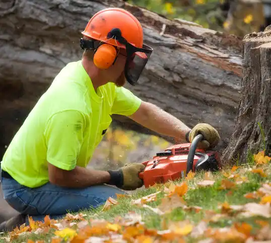 tree services Broadview Heights